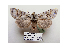  ( - BC ZSM Lep 40162)  @13 [ ] CreativeCommons - Attribution Non-Commercial Share-Alike (2010) Axel Hausmann/Bavarian State Collection of Zoology (ZSM) SNSB, Zoologische Staatssammlung Muenchen