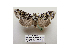 (Altipolia illebricosa - BC ZSM Lep 40165)  @14 [ ] CreativeCommons - Attribution Non-Commercial Share-Alike (2010) Axel Hausmann/Bavarian State Collection of Zoology (ZSM) SNSB, Zoologische Staatssammlung Muenchen