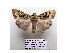  (Euplexidia semivirens - BC ZSM Lep 40181)  @13 [ ] CreativeCommons - Attribution Non-Commercial Share-Alike (2010) Axel Hausmann/Bavarian State Collection of Zoology (ZSM) SNSB, Zoologische Staatssammlung Muenchen