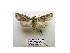  ( - BC ZSM Lep 40196)  @13 [ ] CreativeCommons - Attribution Non-Commercial Share-Alike (2010) Axel Hausmann/Bavarian State Collection of Zoology (ZSM) SNSB, Zoologische Staatssammlung Muenchen
