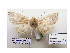  ( - BC ZSM Lep 40197)  @12 [ ] CreativeCommons - Attribution Non-Commercial Share-Alike (2010) Axel Hausmann/Bavarian State Collection of Zoology (ZSM) SNSB, Zoologische Staatssammlung Muenchen