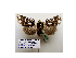  ( - BC ZSM Lep 40216)  @12 [ ] CreativeCommons - Attribution Non-Commercial Share-Alike (2010) Axel Hausmann/Bavarian State Collection of Zoology (ZSM) SNSB, Zoologische Staatssammlung Muenchen