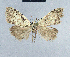  ( - BC ZSM Lep 41691)  @13 [ ] CreativeCommons - Attribution Non-Commercial Share-Alike (2010) Axel Hausmann/Bavarian State Collection of Zoology (ZSM) SNSB, Zoologische Staatssammlung Muenchen