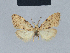  ( - BC ZSM Lep 41712)  @11 [ ] CreativeCommons - Attribution Non-Commercial Share-Alike (2010) Axel Hausmann/Bavarian State Collection of Zoology (ZSM) SNSB, Zoologische Staatssammlung Muenchen