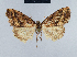  ( - BC ZSM Lep 41714)  @12 [ ] CreativeCommons - Attribution Non-Commercial Share-Alike (2010) Axel Hausmann/Bavarian State Collection of Zoology (ZSM) SNSB, Zoologische Staatssammlung Muenchen