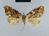  ( - BC ZSM Lep 41715)  @12 [ ] CreativeCommons - Attribution Non-Commercial Share-Alike (2010) Axel Hausmann/Bavarian State Collection of Zoology (ZSM) SNSB, Zoologische Staatssammlung Muenchen
