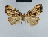 ( - BC ZSM Lep 41716)  @13 [ ] CreativeCommons - Attribution Non-Commercial Share-Alike (2010) Axel Hausmann/Bavarian State Collection of Zoology (ZSM) SNSB, Zoologische Staatssammlung Muenchen