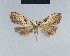  ( - BC ZSM Lep 41718)  @11 [ ] CreativeCommons - Attribution Non-Commercial Share-Alike (2010) Axel Hausmann/Bavarian State Collection of Zoology (ZSM) SNSB, Zoologische Staatssammlung Muenchen