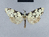  ( - BC ZSM Lep 41719)  @13 [ ] CreativeCommons - Attribution Non-Commercial Share-Alike (2010) Axel Hausmann/Bavarian State Collection of Zoology (ZSM) SNSB, Zoologische Staatssammlung Muenchen