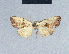  ( - BC ZSM Lep 41721)  @11 [ ] CreativeCommons - Attribution Non-Commercial Share-Alike (2010) Axel Hausmann/Bavarian State Collection of Zoology (ZSM) SNSB, Zoologische Staatssammlung Muenchen