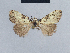  ( - BC ZSM Lep 41730)  @12 [ ] CreativeCommons - Attribution Non-Commercial Share-Alike (2010) Axel Hausmann/Bavarian State Collection of Zoology (ZSM) SNSB, Zoologische Staatssammlung Muenchen