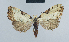  ( - BC ZSM Lep 41789)  @12 [ ] CreativeCommons - Attribution Non-Commercial Share-Alike (2010) Axel Hausmann/Bavarian State Collection of Zoology (ZSM) SNSB, Zoologische Staatssammlung Muenchen