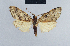  ( - BC ZSM Lep 41792)  @13 [ ] CreativeCommons - Attribution Non-Commercial Share-Alike (2010) Axel Hausmann/Bavarian State Collection of Zoology (ZSM) SNSB, Zoologische Staatssammlung Muenchen