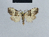  ( - BC ZSM Lep 41793)  @12 [ ] CreativeCommons - Attribution Non-Commercial Share-Alike (2010) Axel Hausmann/Bavarian State Collection of Zoology (ZSM) SNSB, Zoologische Staatssammlung Muenchen