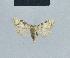  ( - BC ZSM Lep 41804)  @11 [ ] CreativeCommons - Attribution Non-Commercial Share-Alike (2010) Axel Hausmann/Bavarian State Collection of Zoology (ZSM) SNSB, Zoologische Staatssammlung Muenchen