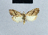  ( - BC ZSM Lep 41808)  @11 [ ] CreativeCommons - Attribution Non-Commercial Share-Alike (2010) Axel Hausmann/Bavarian State Collection of Zoology (ZSM) SNSB, Zoologische Staatssammlung Muenchen