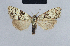  ( - BC ZSM Lep 41832)  @13 [ ] CreativeCommons - Attribution Non-Commercial Share-Alike (2010) Axel Hausmann/Bavarian State Collection of Zoology (ZSM) SNSB, Zoologische Staatssammlung Muenchen