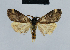  ( - BC ZSM Lep 41839)  @11 [ ] CreativeCommons - Attribution Non-Commercial Share-Alike (2010) Axel Hausmann/Bavarian State Collection of Zoology (ZSM) SNSB, Zoologische Staatssammlung Muenchen