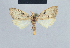  ( - BC ZSM Lep 41847)  @14 [ ] CreativeCommons - Attribution Non-Commercial Share-Alike (2010) Axel Hausmann/Bavarian State Collection of Zoology (ZSM) SNSB, Zoologische Staatssammlung Muenchen