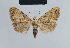  ( - BC ZSM Lep 41849)  @11 [ ] CreativeCommons - Attribution Non-Commercial Share-Alike (2010) Axel Hausmann/Bavarian State Collection of Zoology (ZSM) SNSB, Zoologische Staatssammlung Muenchen