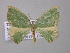  (Bathycolpodes AH01Tz - BC ZSM Lep 46985)  @13 [ ] CreativeCommons - Attribution Non-Commercial Share-Alike (2010) Axel Hausmann/Bavarian State Collection of Zoology (ZSM) SNSB, Zoologische Staatssammlung Muenchen