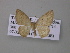  ( - BC ZSM Lep 46993)  @13 [ ] CreativeCommons - Attribution Non-Commercial Share-Alike (2010) Axel Hausmann/Bavarian State Collection of Zoology (ZSM) SNSB, Zoologische Staatssammlung Muenchen
