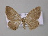  ( - BC ZSM Lep 46994)  @13 [ ] CreativeCommons - Attribution Non-Commercial Share-Alike (2010) Axel Hausmann/Bavarian State Collection of Zoology (ZSM) SNSB, Zoologische Staatssammlung Muenchen