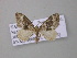  ( - BC ZSM Lep 46996)  @13 [ ] CreativeCommons - Attribution Non-Commercial Share-Alike (2010) Axel Hausmann/Bavarian State Collection of Zoology (ZSM) SNSB, Zoologische Staatssammlung Muenchen