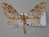  (Episteira AH01Tz - BC ZSM Lep 46998)  @14 [ ] CreativeCommons - Attribution Non-Commercial Share-Alike (2010) Axel Hausmann/Bavarian State Collection of Zoology (ZSM) SNSB, Zoologische Staatssammlung Muenchen