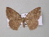  ( - BC ZSM Lep 47008)  @13 [ ] CreativeCommons - Attribution Non-Commercial Share-Alike (2010) Axel Hausmann/Bavarian State Collection of Zoology (ZSM) SNSB, Zoologische Staatssammlung Muenchen