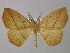  (Xanthisthisa AH01Tz - BC ZSM Lep 47026)  @14 [ ] CreativeCommons - Attribution Non-Commercial Share-Alike (2010) Axel Hausmann/Bavarian State Collection of Zoology (ZSM) SNSB, Zoologische Staatssammlung Muenchen