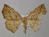  (Xanthisthisa AH02Tz - BC ZSM Lep 47027)  @13 [ ] CreativeCommons - Attribution Non-Commercial Share-Alike (2010) Axel Hausmann/Bavarian State Collection of Zoology (ZSM) SNSB, Zoologische Staatssammlung Muenchen