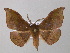  (Sphingomima AH01Tz - BC ZSM Lep 47031)  @15 [ ] CreativeCommons - Attribution Non-Commercial Share-Alike (2010) Axel Hausmann/Bavarian State Collection of Zoology (ZSM) SNSB, Zoologische Staatssammlung Muenchen