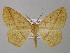  ( - BC ZSM Lep 47050)  @14 [ ] CreativeCommons - Attribution Non-Commercial Share-Alike (2010) Axel Hausmann/Bavarian State Collection of Zoology (ZSM) SNSB, Zoologische Staatssammlung Muenchen