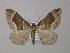  (Xanthorhoe AH03Tz - BC ZSM Lep 47056)  @14 [ ] CreativeCommons - Attribution Non-Commercial Share-Alike (2010) Axel Hausmann/Bavarian State Collection of Zoology (ZSM) SNSB, Zoologische Staatssammlung Muenchen