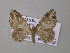  (Xanthorhoe AH04Tz - BC ZSM Lep 47061)  @13 [ ] CreativeCommons - Attribution Non-Commercial Share-Alike (2010) Axel Hausmann/Bavarian State Collection of Zoology (ZSM) SNSB, Zoologische Staatssammlung Muenchen