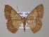  ( - BC ZSM Lep 47062)  @13 [ ] CreativeCommons - Attribution Non-Commercial Share-Alike (2010) Axel Hausmann/Bavarian State Collection of Zoology (ZSM) SNSB, Zoologische Staatssammlung Muenchen
