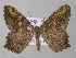  (Macaria AH11Tz - BC ZSM Lep 47064)  @14 [ ] CreativeCommons - Attribution Non-Commercial Share-Alike (2010) Axel Hausmann/Bavarian State Collection of Zoology (ZSM) SNSB, Zoologische Staatssammlung Muenchen