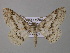  (Cleora AH01Tz - BC ZSM Lep 47067)  @11 [ ] CreativeCommons - Attribution Non-Commercial Share-Alike (2010) Axel Hausmann/Bavarian State Collection of Zoology (ZSM) SNSB, Zoologische Staatssammlung Muenchen