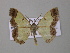  ( - BC ZSM Lep 47070)  @13 [ ] CreativeCommons - Attribution Non-Commercial Share-Alike (2010) Axel Hausmann/Bavarian State Collection of Zoology (ZSM) SNSB, Zoologische Staatssammlung Muenchen