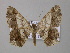  (Macaria AH12Tz - BC ZSM Lep 47072)  @13 [ ] CreativeCommons - Attribution Non-Commercial Share-Alike (2010) Axel Hausmann/Bavarian State Collection of Zoology (ZSM) SNSB, Zoologische Staatssammlung Muenchen