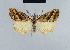  ( - BC ZSM Lep 42138)  @13 [ ] CreativeCommons - Attribution Non-Commercial Share-Alike (2010) Axel Hausmann/Bavarian State Collection of Zoology (ZSM) SNSB, Zoologische Staatssammlung Muenchen