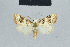  ( - BC ZSM Lep 42151)  @11 [ ] CreativeCommons - Attribution Non-Commercial Share-Alike (2010) Axel Hausmann/Bavarian State Collection of Zoology (ZSM) SNSB, Zoologische Staatssammlung Muenchen