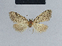  ( - BC ZSM Lep 42159)  @11 [ ] CreativeCommons - Attribution Non-Commercial Share-Alike (2010) Axel Hausmann/Bavarian State Collection of Zoology (ZSM) SNSB, Zoologische Staatssammlung Muenchen