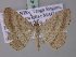  ( - BC ZSM Lep 42161)  @14 [ ] CreativeCommons - Attribution Non-Commercial Share-Alike (2010) Axel Hausmann/Bavarian State Collection of Zoology (ZSM) SNSB, Zoologische Staatssammlung Muenchen