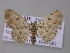  ( - BC ZSM Lep 42165)  @14 [ ] CreativeCommons - Attribution Non-Commercial Share-Alike (2010) Axel Hausmann/Bavarian State Collection of Zoology (ZSM) SNSB, Zoologische Staatssammlung Muenchen