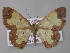  ( - BC ZSM Lep 42167)  @13 [ ] CreativeCommons - Attribution Non-Commercial Share-Alike (2010) Axel Hausmann/Bavarian State Collection of Zoology (ZSM) SNSB, Zoologische Staatssammlung Muenchen