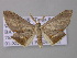  ( - BC ZSM Lep 42169)  @14 [ ] CreativeCommons - Attribution Non-Commercial Share-Alike (2010) Axel Hausmann/Bavarian State Collection of Zoology (ZSM) SNSB, Zoologische Staatssammlung Muenchen