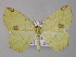  (Epigynopteryx AH01 - BC ZSM Lep 42170)  @14 [ ] CreativeCommons - Attribution Non-Commercial Share-Alike (2010) Axel Hausmann/Bavarian State Collection of Zoology (ZSM) SNSB, Zoologische Staatssammlung Muenchen