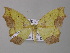  (Epigynopteryx AH02 - BC ZSM Lep 42171)  @14 [ ] CreativeCommons - Attribution Non-Commercial Share-Alike (2010) Axel Hausmann/Bavarian State Collection of Zoology (ZSM) SNSB, Zoologische Staatssammlung Muenchen